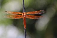 dragonfly-flame-skimmer-416159.jpg