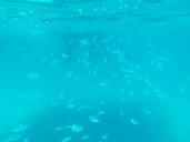 underwater-fish-fish-swarm-sea-817391.jpg