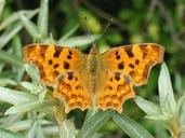 butterfly-c-falter-polygonia-c-album-67599.jpg