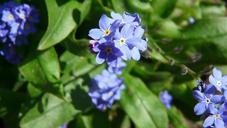 violet-blossom-bloom-blue-spring-738136.jpg