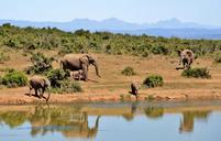 elephant-herd-of-elephants-animals-427138.jpg