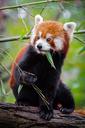 Red Panda (30999935995).jpg