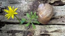 snail-wood-weathered-brown-snail-1539304.jpg