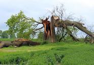 storm-damage-oak-tree-break-597217.jpg