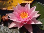 water-lily-lily-pond-water-nature-539061.jpg