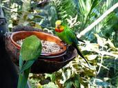 sign-parakeets-birds-parrots-406637.jpg