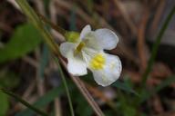 alpine-butterwort-pinguicula-alpina-603237.jpg