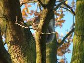 squirrel-crunch-forest-nature-589067.jpg