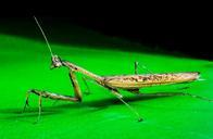 praying-mantis-fishing-locust-close-365221.jpg