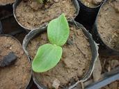 organic-seedlings-port-75577.jpg