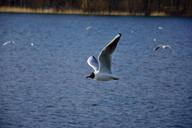 seagull-bird-flight-nature-wings-1429099.jpg