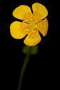 buttercup-flower-yellow-macro-579929.jpg