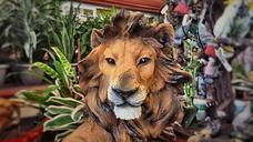 lion-animal-wild-wildlife-design-666794.jpg