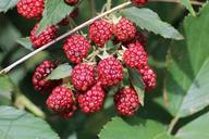 blackberries-rubus-sectio-rubus-486654.jpg