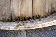 bee-honey-collecting-nectar-623787.jpg