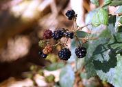 blackberries-berries-red-fruit-1562222.jpg