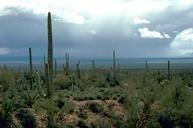 Saguaro cactus.jpg