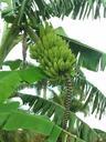 banana-bunch-food-fruit-fresh-540215.jpg