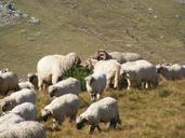 flock-grazing-lambs-mountain-87309.jpg