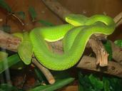 palm-pit-vipers-asian-green-846291.jpg