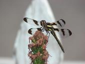 dragonfly-wings-insect-nature-bug-557479.jpg