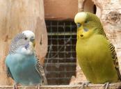 parakeet-parrots-nature-animals-1498709.jpg