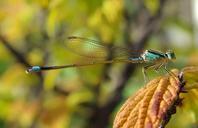 Damselfly in autumn.jpg