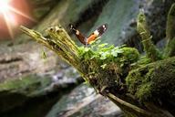 butterfly-insect-nature-animal-597865.jpg