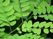 common-maple-robinia-pseudoacacia-8118.jpg