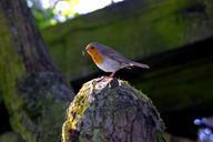 robin-bird-worm-north-park-194437.jpg