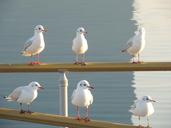 seagulls-sea-gull-birds-unity-781672.jpg