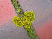 weave-lichen-nature-yellow-112260.jpg