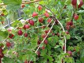 gooseberry-berry-food-fruit-ripe-1179344.jpg