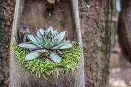 tree-wood-flower-vase-cactus-plant-639794.jpg