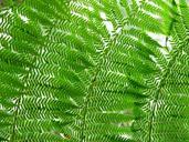 ferns-leaves-nature-plant-753928.jpg