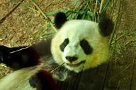 panda-bear-zoo-animal-wild-244767.jpg