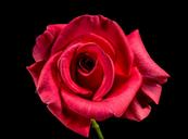 red-rose-rose-rose-bloom-blossom-320861.jpg