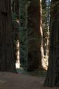 california-giant-redwoods-tree-975930.jpg