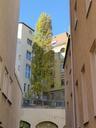 tree-hof-courtyard-home-garden-68603.jpg