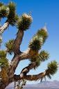 joshua-tree-205399.jpg