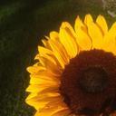 sunflower-shadow-yellow-sun-962814.jpg