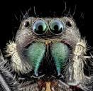 Phidippus_clarus,_U,_Face_Redo,_PG_County_2013-07-30-16.53.20_ZS_PMax.jpg