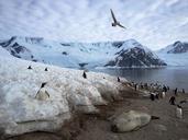 antarctica-penguins-animals-tourism-940556.jpg