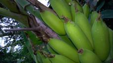 banana-shrub-bananas-banana-shrub-674693.jpg