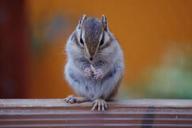 pet-squirrel-small-animals-food-980807.jpg