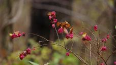 Wildflowers.jpg