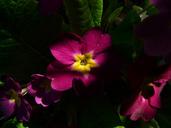 primrose-flower-blossom-bloom-6990.jpg