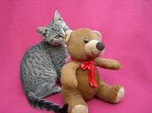 kitten-playing-teddy-bear-feline-570689.jpg