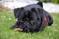 pug-dog-lap-dog-purebred-dog-cute-375462.jpg