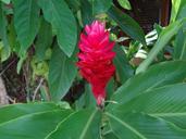 red-flower-tropical-flower-alp%C3%ADnia-646613.jpg